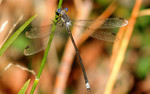 photo thumbnail #7
