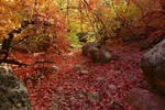 photo thumbnail #1
