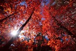 photo thumbnail #9