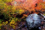 photo thumbnail #15