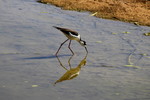 photo thumbnail #11
