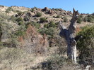 photo thumbnail #12