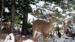 photo thumbnail #7