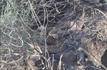photo thumbnail #8