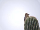 photo thumbnail #12