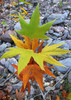 photo thumbnail #6