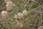 photo thumbnail #14