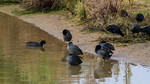 photo thumbnail #11