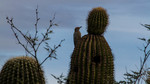 photo thumbnail #12