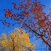 photo thumbnail #14