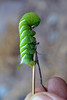 photo thumbnail #12