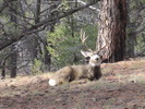 photo thumbnail #5