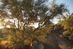 photo thumbnail #12