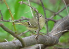 photo thumbnail #9