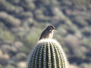 photo thumbnail #9