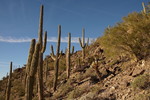 photo thumbnail #3