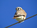 photo thumbnail #9