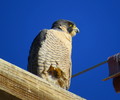 photo thumbnail #11