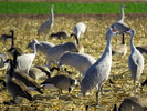 photo thumbnail #15