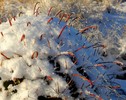 photo thumbnail #10