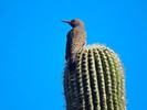 photo thumbnail #4