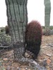 photo thumbnail #4