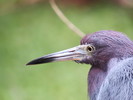 photo thumbnail #15