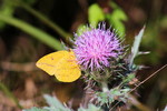 photo thumbnail #12