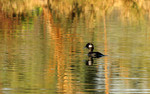photo thumbnail #15