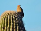 photo thumbnail #5