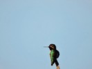 photo thumbnail #10