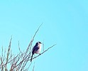 photo thumbnail #9