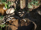 photo thumbnail #14