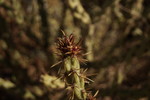 photo thumbnail #8