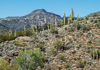 photo thumbnail #4