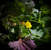 photo thumbnail #12