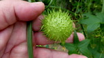 photo thumbnail #3