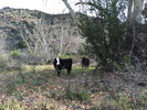photo thumbnail #2
