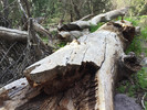 photo thumbnail #4