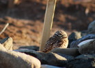 photo thumbnail #14
