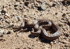 photo thumbnail #15