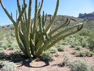 photo thumbnail #7