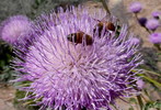photo thumbnail #12
