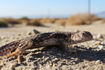 photo thumbnail #3