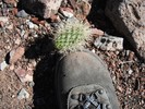 photo thumbnail #12