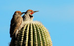 photo thumbnail #5