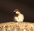 photo thumbnail #15