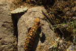 photo thumbnail #12