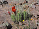 photo thumbnail #5