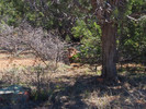 photo thumbnail #7